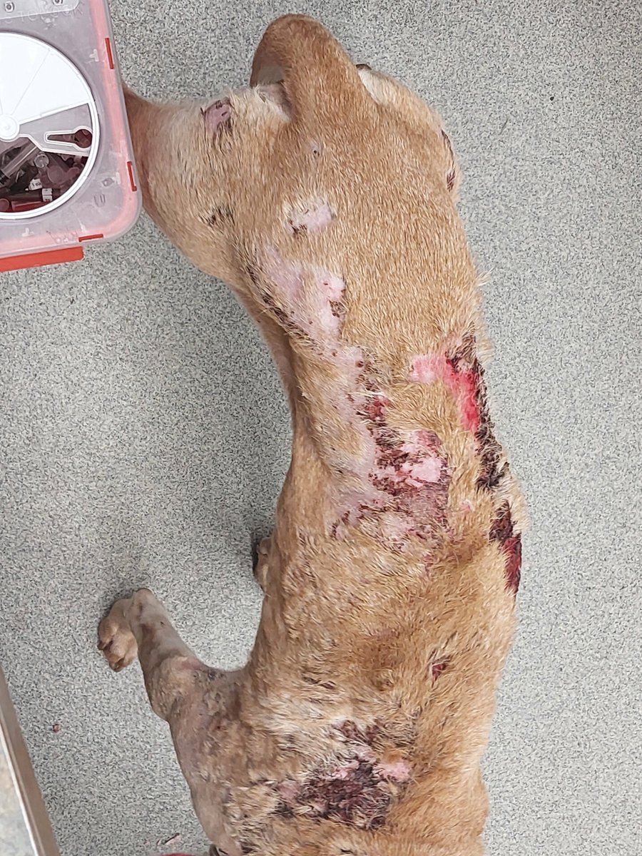 DCSheriffNE's tweet photo. The DCSO is asking for the public's help in locating Gabriel Moore, who has an active Felony warrant for Torture Animal Class IIIA Felony, resulting from a Nebraska Humane Society animal neglect investigation.

Gabriel Moore may be homeless.  

Tips can be sent to the DCSO Fugitive Warrant Unit at (402)-599-2633 or 2634.