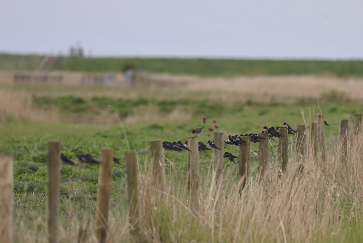 WillboneScott's tweet photo. Cracking afternoon @RSPBFrampton highlights inc. RB Goose, BW Stilt, Lesser Yellowlegs, Spotted Redshank, Little Gull, Black Tern, 2 Spoonbill, 4 Swift, 350 Swallow grounded during rain, 2 Blue-headed Wagtail, 12 White Wagtail, etc. https://t.co/5oX9ixOLZF