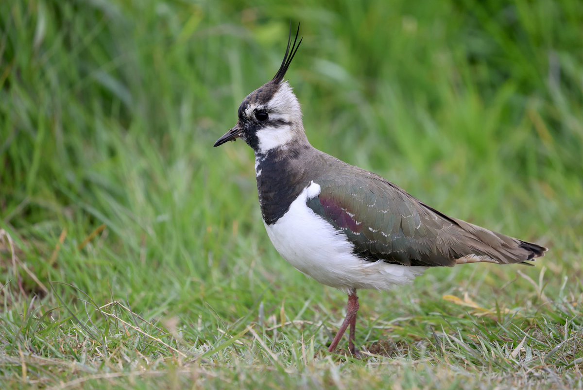 WillboneScott's tweet photo. Cracking afternoon @RSPBFrampton highlights inc. RB Goose, BW Stilt, Lesser Yellowlegs, Spotted Redshank, Little Gull, Black Tern, 2 Spoonbill, 4 Swift, 350 Swallow grounded during rain, 2 Blue-headed Wagtail, 12 White Wagtail, etc. https://t.co/5oX9ixOLZF