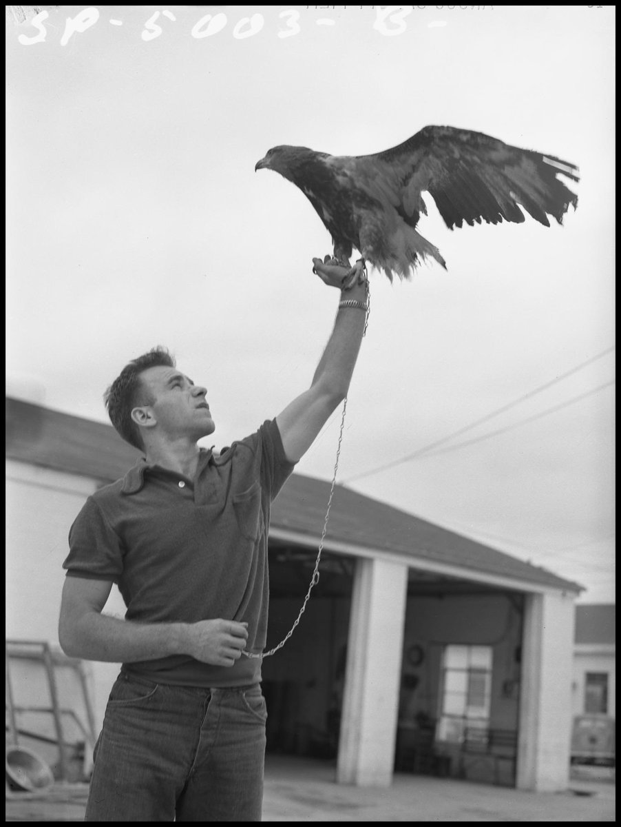 UNTsocial's tweet photo. He’s beauty and he’s grace. He’s a mascot with many a different face! 🦅   This #TBT we are throwing it back to when @NTScrappy went from a live eagle to the legend we know and love today. https://t.co/aY9o5J8Axu