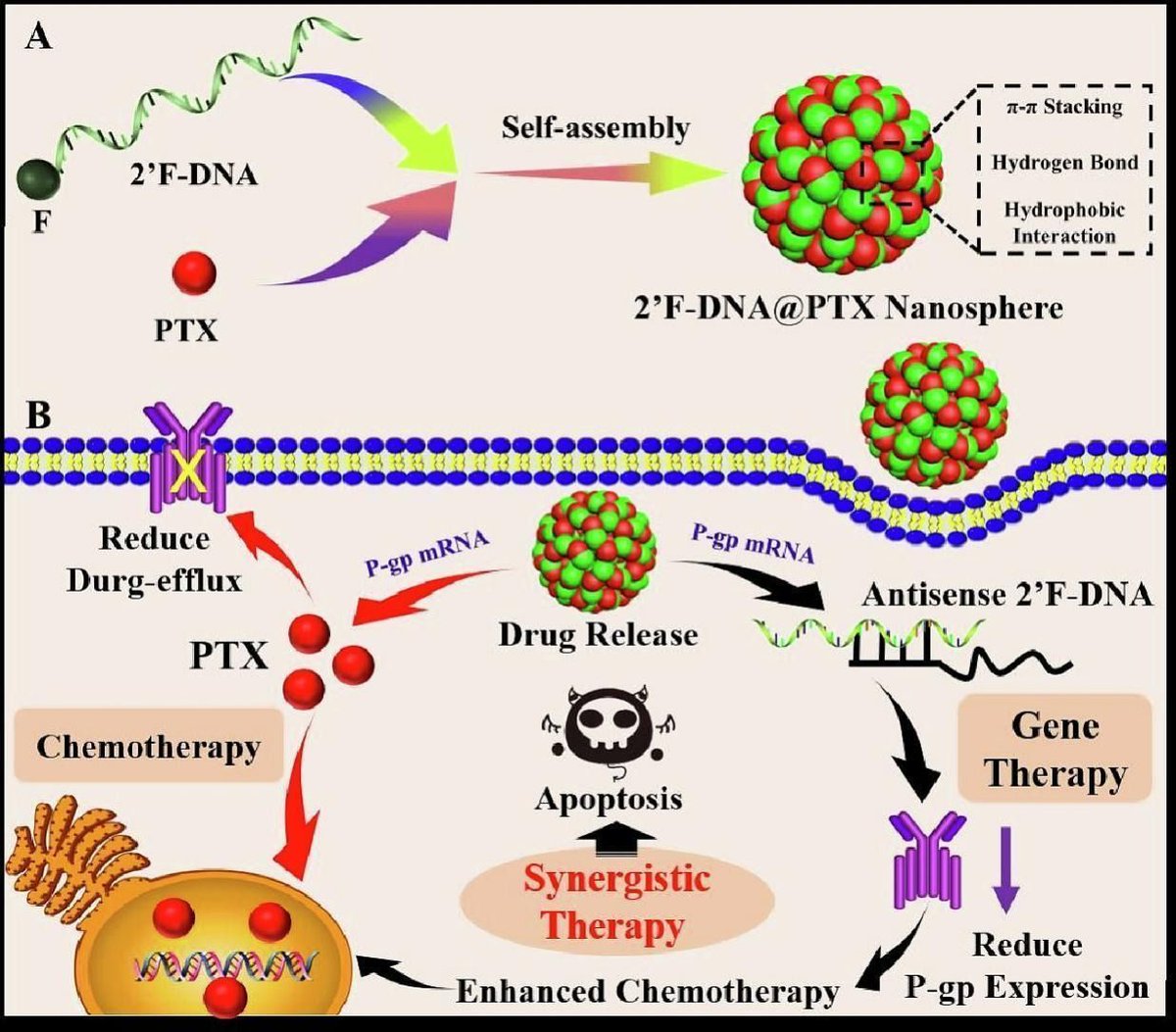 #Chemotherapy and #GeneTherapy synergy promise tumor eradication. This study developed mRNA-responsive 2-in-1 nano-drug combining 2′F-DNA and paclitaxel, enhancing efficacy and reducing resistance. #NanoMedicine. Daily biotech insights 👉🏼 @gathersight. buff.ly/49IYxVG