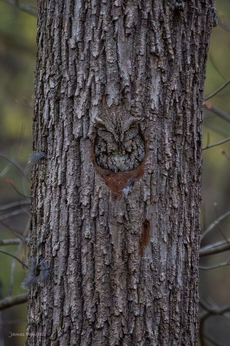 Eastern Screech Owl
🔎 Megascops asio
#Nikon D500 📸

#TwitterNatureCommunity #birdphotography #BirdsSeenIn2024 #BirdsOfTwitter #NaturePhotography #birding @nature_org @mybirdcards @BirdWatchingMag