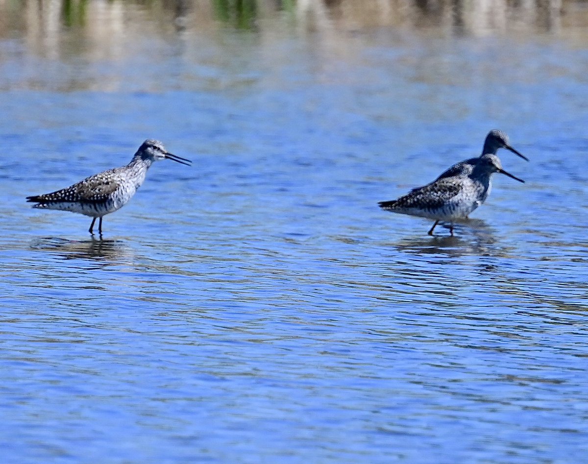 It’s Thursday which means it’s time for another round of #3sDay   -  Please QT or share your awesome trios, triplets and threesomes! 

A threesome of Greater Yellowlegs stopping by a local regional park for a break. 💛