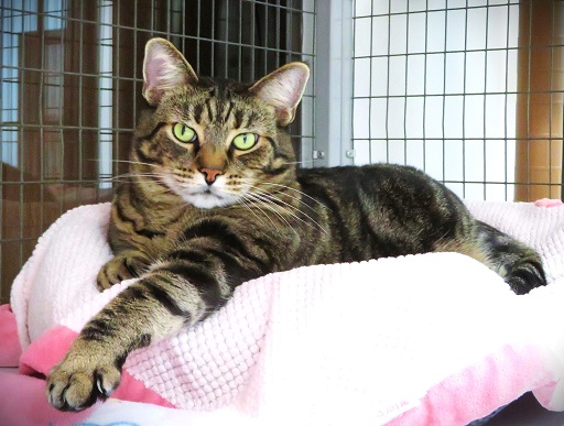 👉🏽SENIOR ALERT🙏🏽PLZ SHARE
💘SWEET 12YO #SENIOR TABBY & WHITE KITTY CHARLOTTE💘
😿💔RETURNED AFTER 10 YEARS
🛎NEEDS A QUIET, CAT SAVVY #FUREVERHOME
➡4 INFO sbacc.org/advert/charlot…
🙏🏽#ADOPT
#SEALBEACH #CA #ORANGE CO #SOCAL
✅ADULTS @SealBeachAnimal #ForgottenSoulsHour #US #CATS