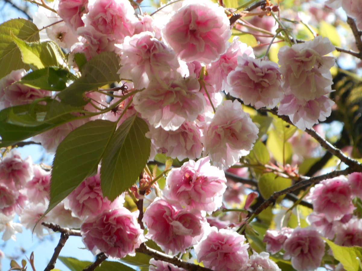 「戦いの　跡を染めにし　鶴ヶ城
　　八重の桜は　けふも咲きたり🎶」
