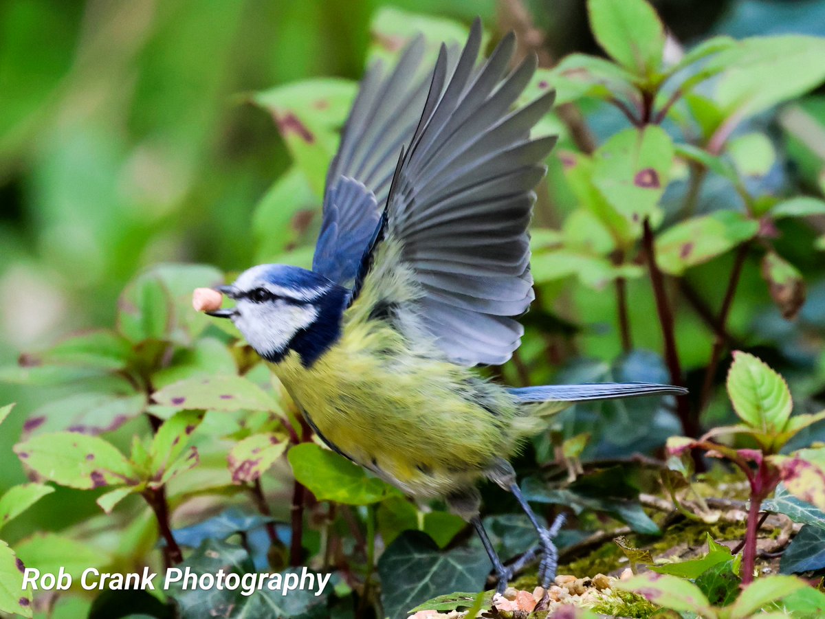 @indian_pitta Having just taken a suet pellet, the Blue Tit didn't want to share it so decided to head off to another branch to eat it alone.
#canonphotography #birdphotography #TwitterNatureCommunity #NatureLovers #TwitterNaturePhotography #BlueTits