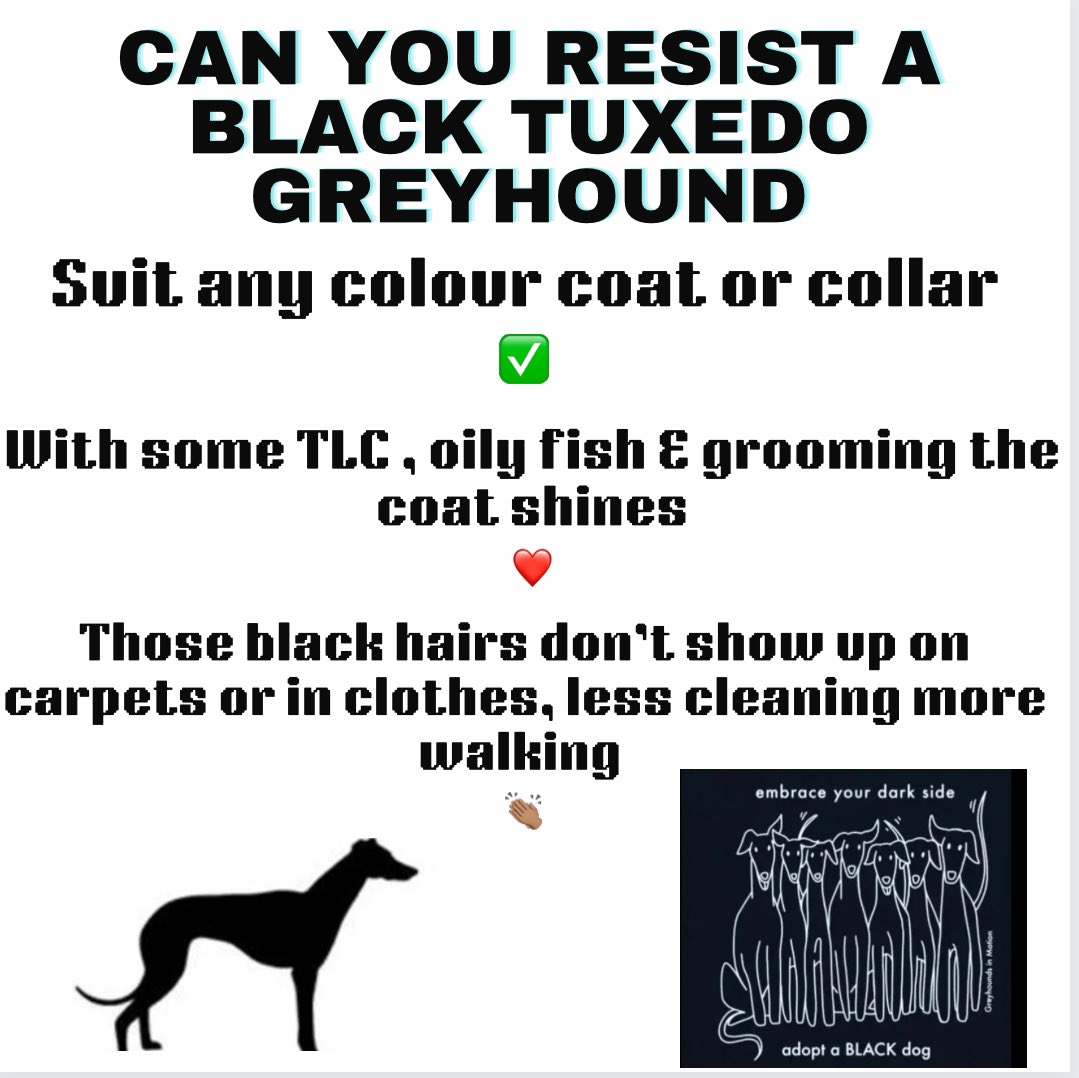 GreyhoundRFife tweet picture