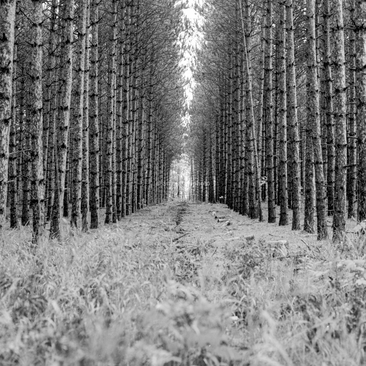 #harborspringsmichigan #harborspringsmi #harborsprings #puremichigan #hasselblad #hasselblad501c #mediumformatphotography #mediumformat #120mm #120mmphotography #blackandwhite #bnw #bnwphotography #michiganphotographer #michiganphotography #puremittigan #mediumformatphotographer