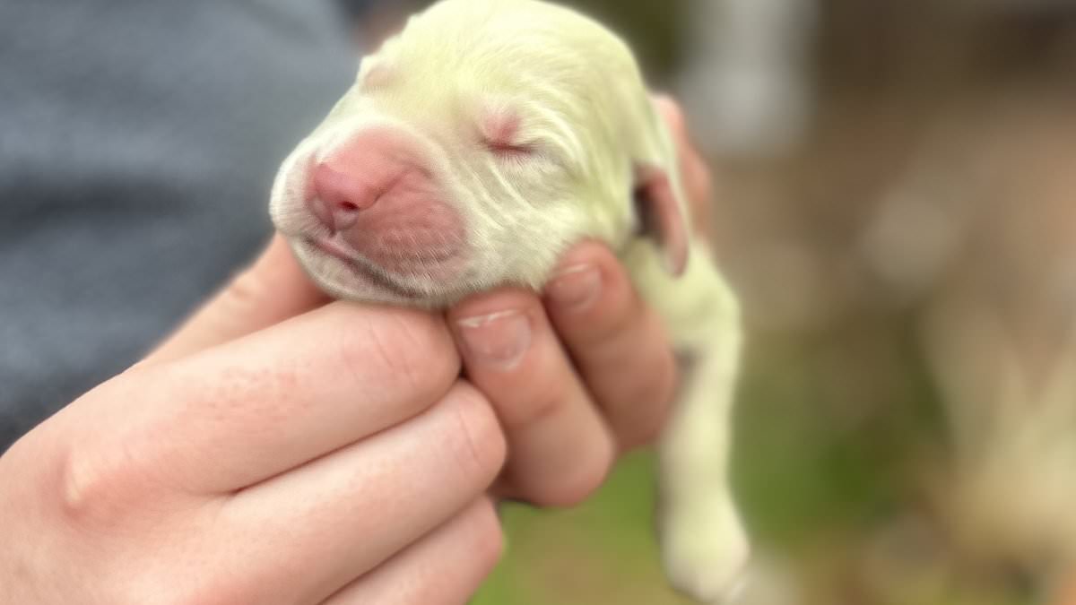 Golden retriever gives birth to ultra-rare green puppy named 'Shamrock' trib.al/Ibnd5Vd
