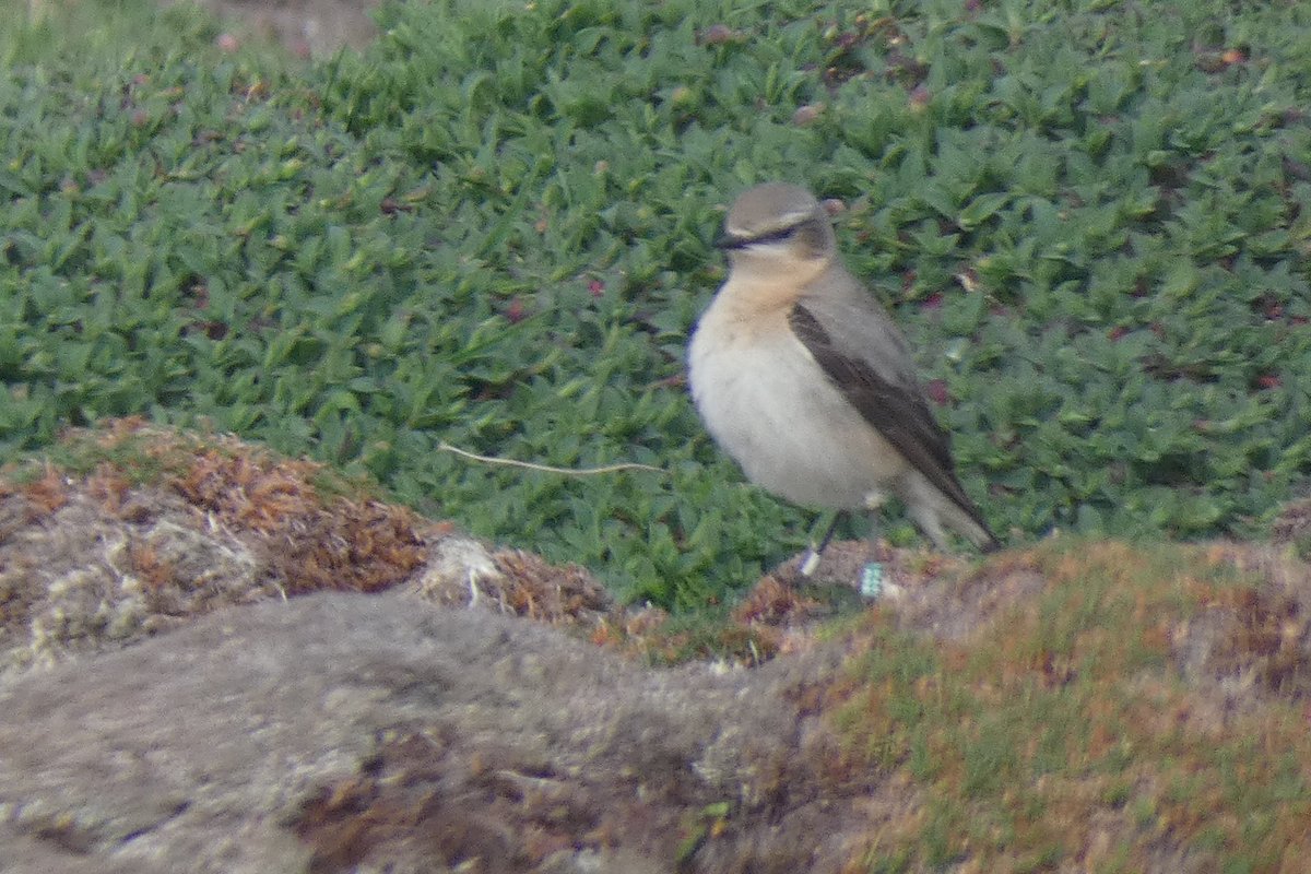 Ian Beggs (@fatsnipe) on Twitter photo Nest building was bit two paced today <a href="/SkokholmIsland/">Skokholm Island</a>. Female D28, who was energetically building yesterday took a break this morning. C46 picked up feathers and dropped them near the nest hole to show his concern - a known behaviour in wheatears. Eventually she got going again. Nest building was bit two paced today <a href="/SkokholmIsland/">Skokholm Island</a>. Female D28, who was energetically building yesterday took a break this morning. C46 picked up feathers and dropped them near the nest hole to show his concern - a known behaviour in wheatears. Eventually she got going again.