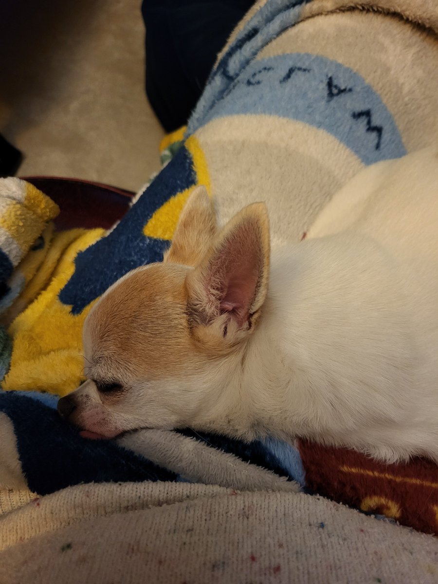 Charlie asleep on my lap.