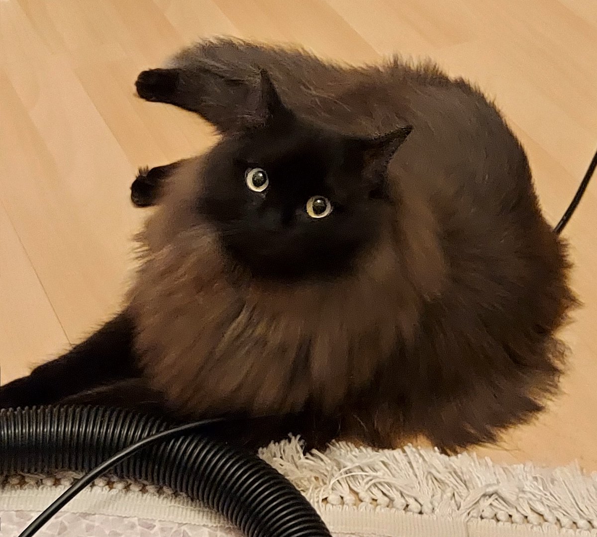 PawsleyTheCat's tweet photo. Winter has managed to escape the flat twice this week, forcing and pushing himself through the door.... still looking innocent af https://t.co/Gfclq5xvFR