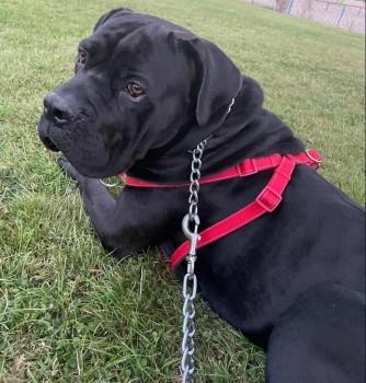 #LOST #DOG HALO 
Adult #Male #CaneCorso Black
#Missing Escaped Whilst Builders in the Home 
Larchfield Road #Leeds #LS10 North East
Tuesday 23rd April 2024 
#DogLostUK #Lostdog #ScanMe 

doglost.co.uk/dog/191812