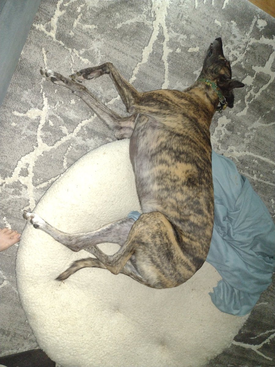 nt2nitejosephin's tweet photo. Totally intentional, definitely not a #bedfail. I am guarding my bed because the human is muttering about smells and washing machines https://t.co/C6l62si7Nm