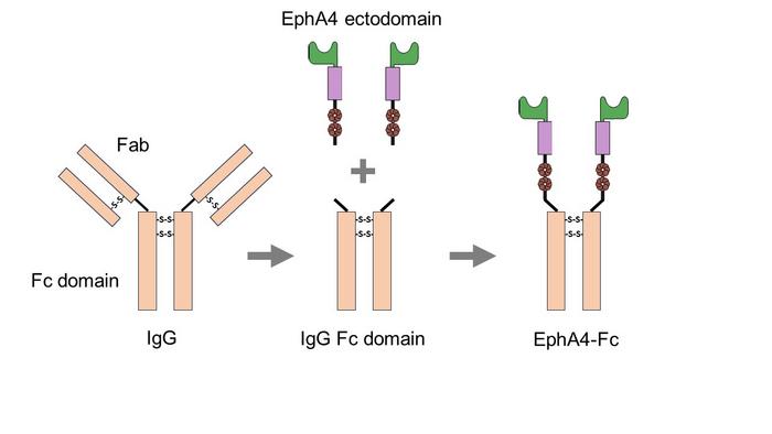 The Eph/ephrin pathway is a core driver of vascular leak and endothelial damage in #sepsis but can be targeted effectively with an Eph decoy, show new experiments involving mice and samples from hospitalized children. @neurocomplement @UQMedicine scim.ag/6JF