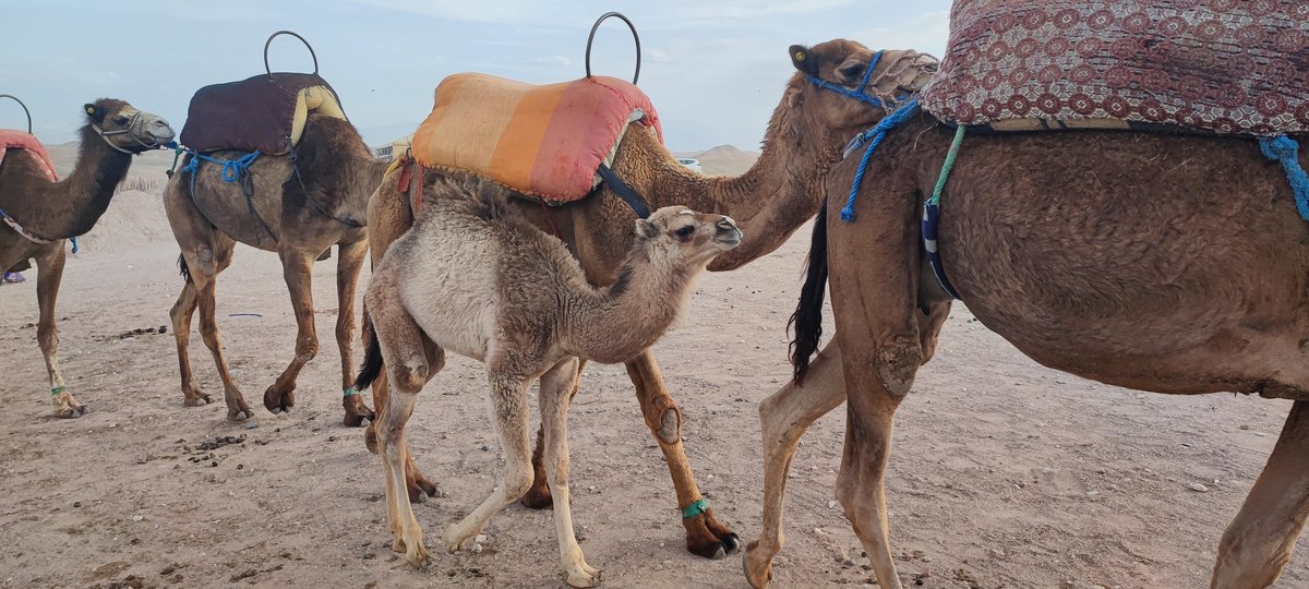 Emmanuel MATON tweet media