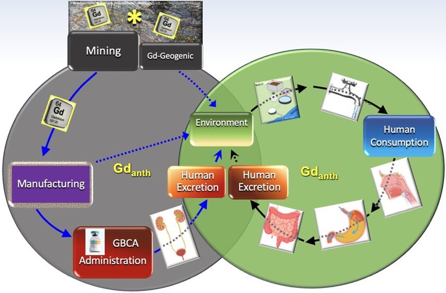 Gd leaches into our water systems after intravenous injection. Cause for concern? #RadGoesGreen @MountSinaiDMIR @UTSW_Radiology @radiology_rsna bit.ly/3xL2oEp