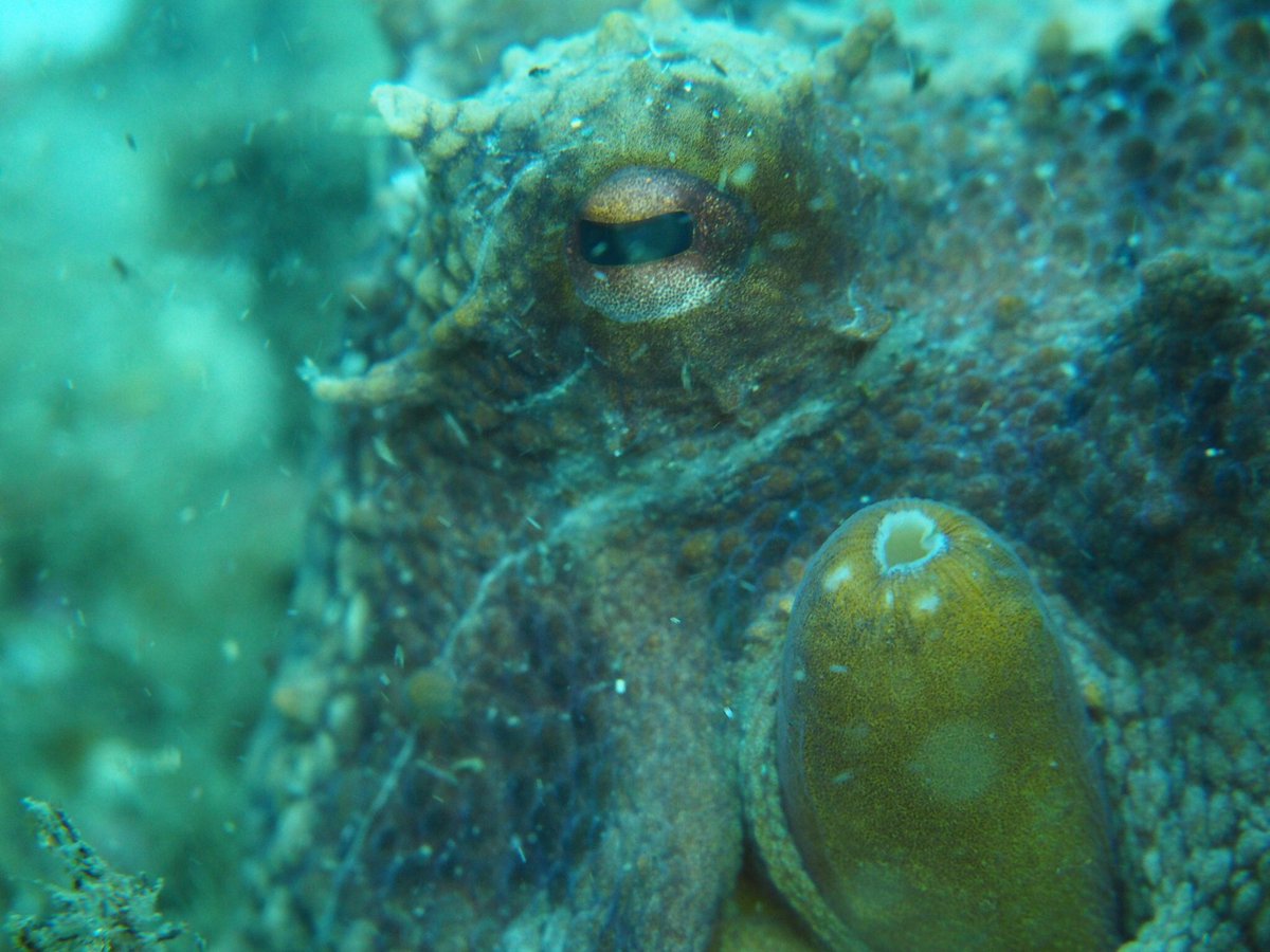 Temporary Octopus ban in British Gibraltar Territorial Waters commences on Sunday 28th April 2024.