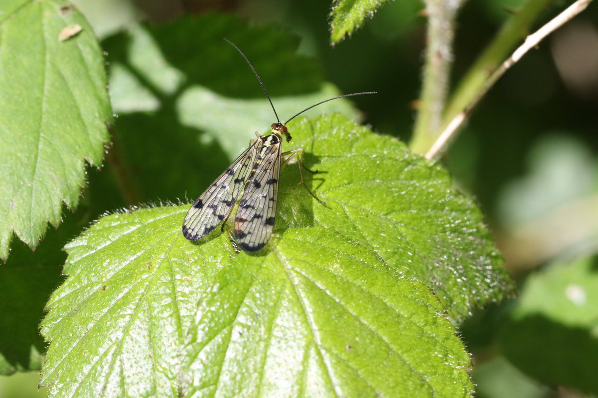 1st Scorpionflies of the year seen @RSPBMiddleton 21/04/24, Panorpa sp #Mecoptera #Scorpionfly