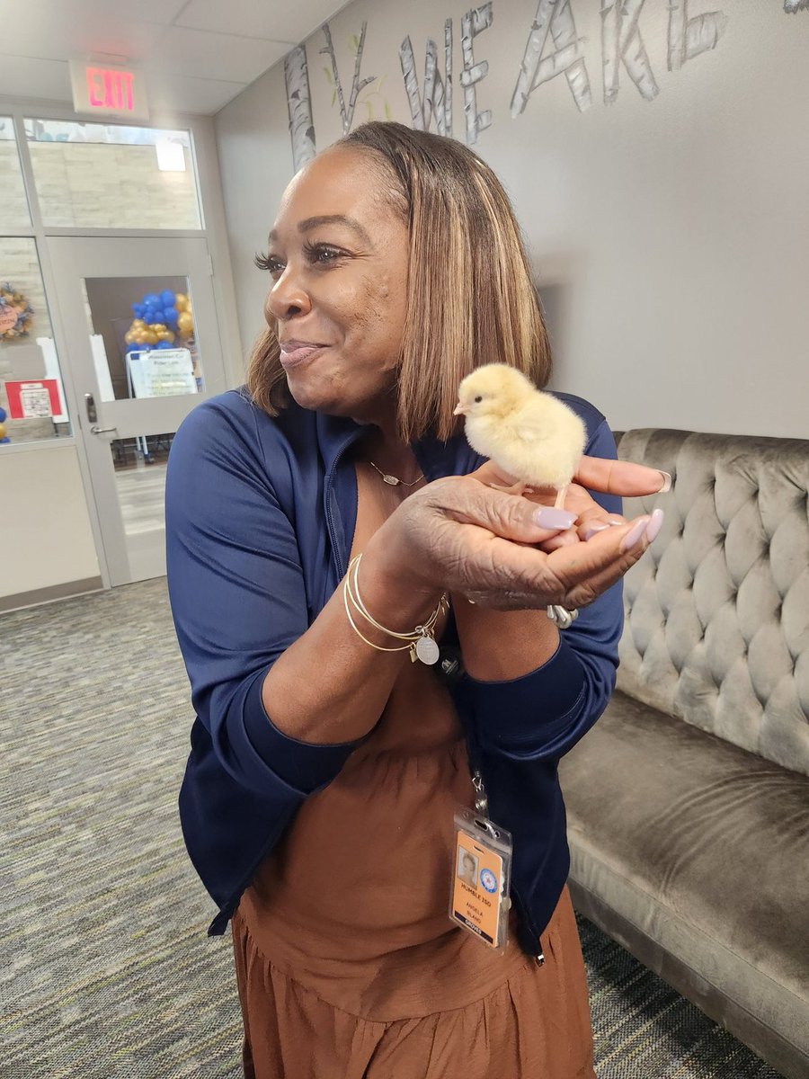 Principal Bland is the baby chick whisperer! Say hello to little Chisley! 😍🐣 <a href="/Humble_Science/">Humble ISD Elementary Science</a> <a href="/Angela_bland1/">Angela Bland</a> <a href="/Christy_Erb/">Christy Erb</a>