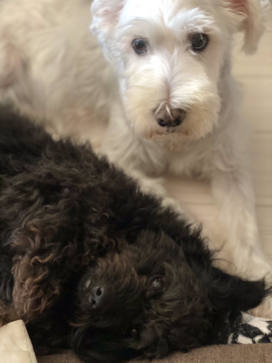 fugue_p's tweet photo. 実家の愛犬
なんと天使なんでしょう👼 https://t.co/Lt2iaoVpwy