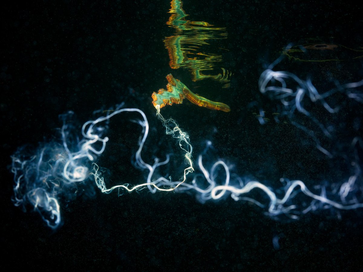 SpaceX new booster! Alitta virens polychaete discharging sperm at full speed while the eggs (little dots in the picture) are already floating all around in the vast space of the White sea.