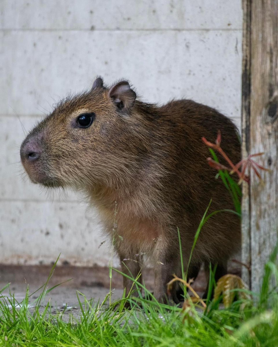 Ale słodziaki! Poznajcie nowe łodzianki - kapibary z ZOO Łódź 🥺