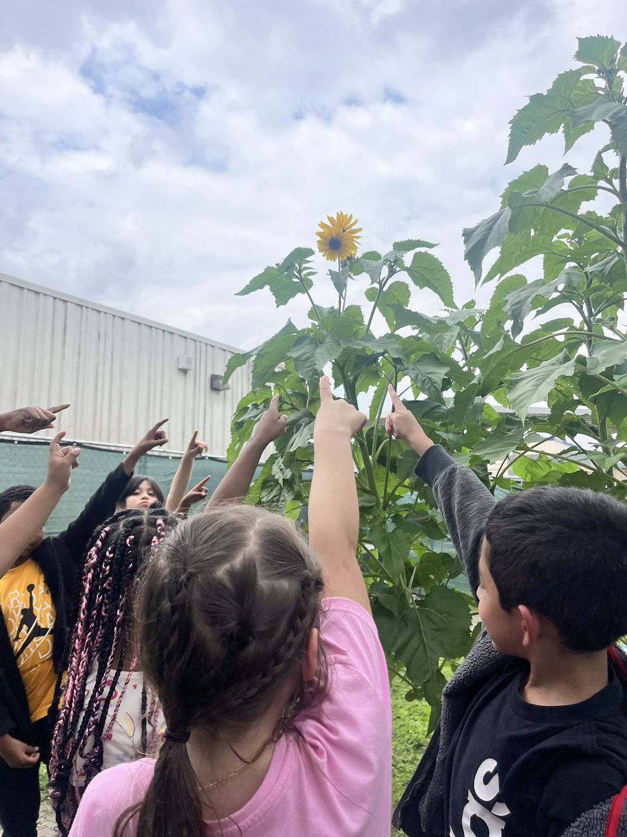 #SecondGrade has been 💚loving💚 the sights, smells, and textures of their #schoolgarden!! They are so excited to be the #core garden group next year! @HolbrookCFISD #springplanting @readygrowgarden @CFISDScience @CyFairISD @rlmendez1