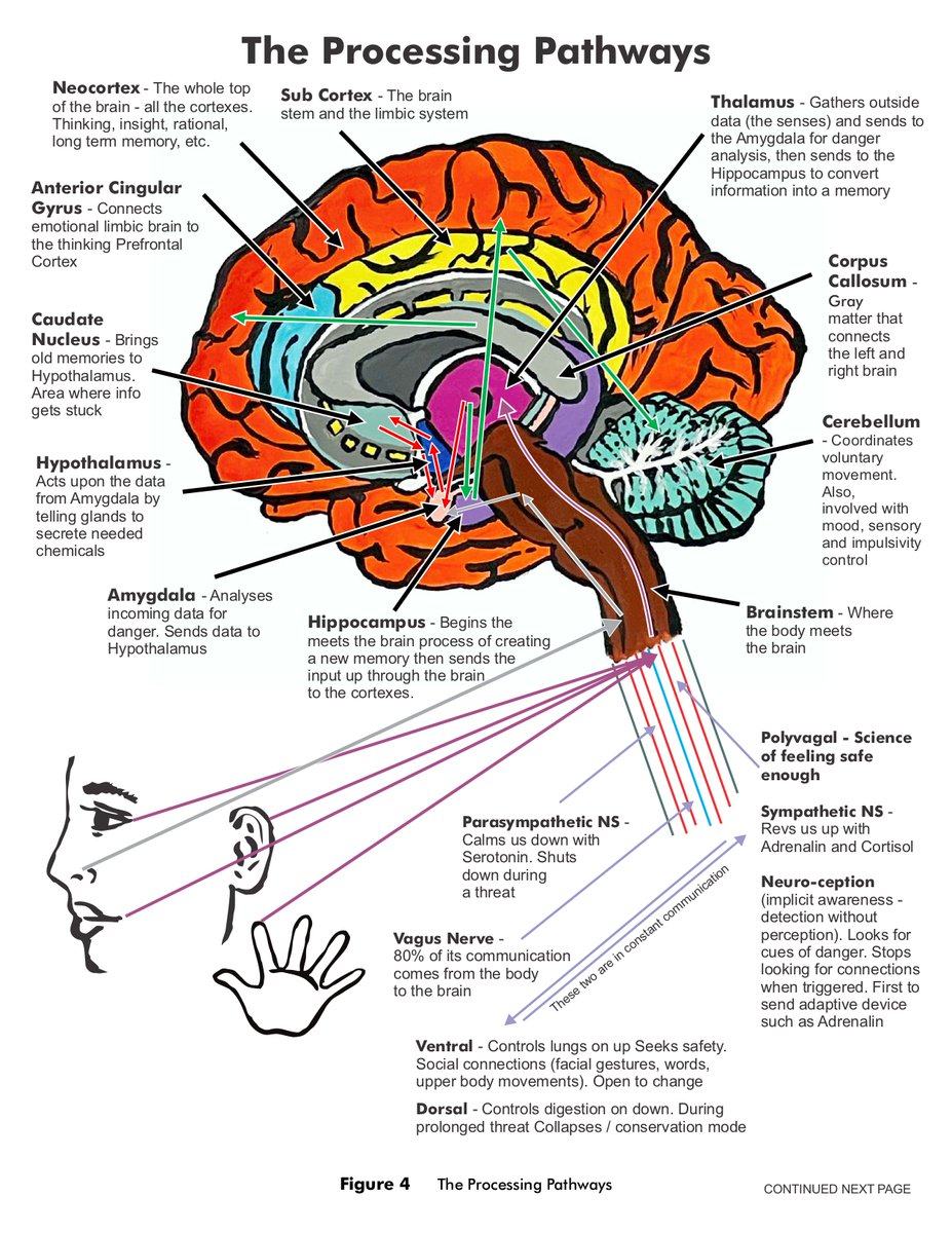 Our human brain grows from the bottom up and from the inside out. Humans have an longgg childhood and adolescence because there is nothing more complex than the human mind! Children Matter!