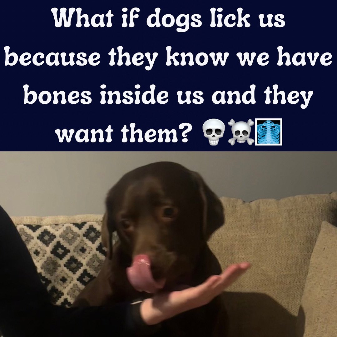 What if dogs lick us because they know we have bones inside us and they want them? 💀☠️🩻

#InstaDog #InstaDoggy #DogGram #DoggyGram #Beautiful #Gorgeous #Dog #Doggy #InstagramDogs #DogsOfInstagram