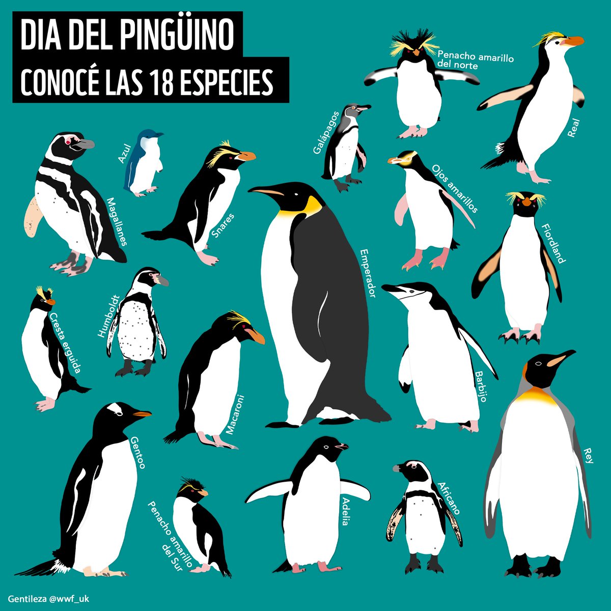 🐧 Hoy es el #DíaMundialDelPingüino. La especie se encuentra amenazada por el aumento de la temperatura del agua debido al #cambioclimático amenaza su supervivencia: menos alimento disponible y cambios en sus áreas de alimentación los ponen en riesgo. 🌊⚠️