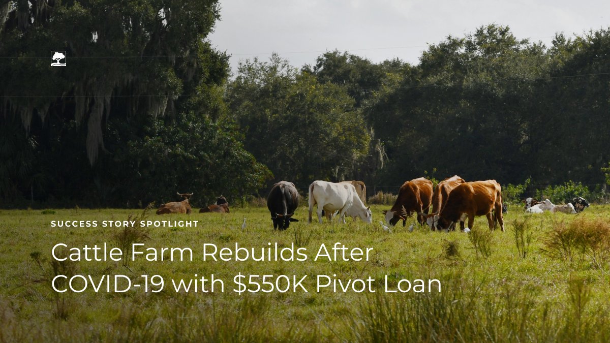 Learn how a quick-thinking family secured capital to keep their cattle farm running after experiencing financial hardships from COVID with the help of AgAmerica's pivot loan program. bit.ly/3xOpWrX