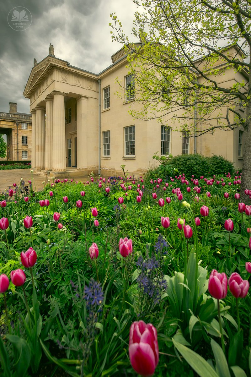 Did you know that Downing College, Cambridge has its very own variety of tulip named after the college? It also just happens to be magenta which is the college colour. I suppose it would have been rude for the gardeners not to have planted one or two in the college grounds.…