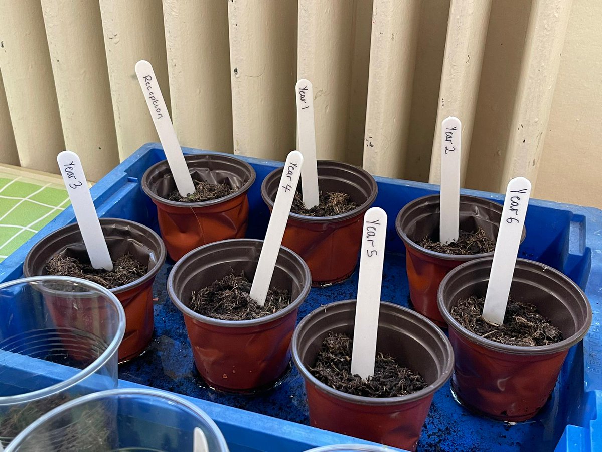 Our fantastic chef, Mr Kumar, has been using the herbs we have grown in our school dinners.