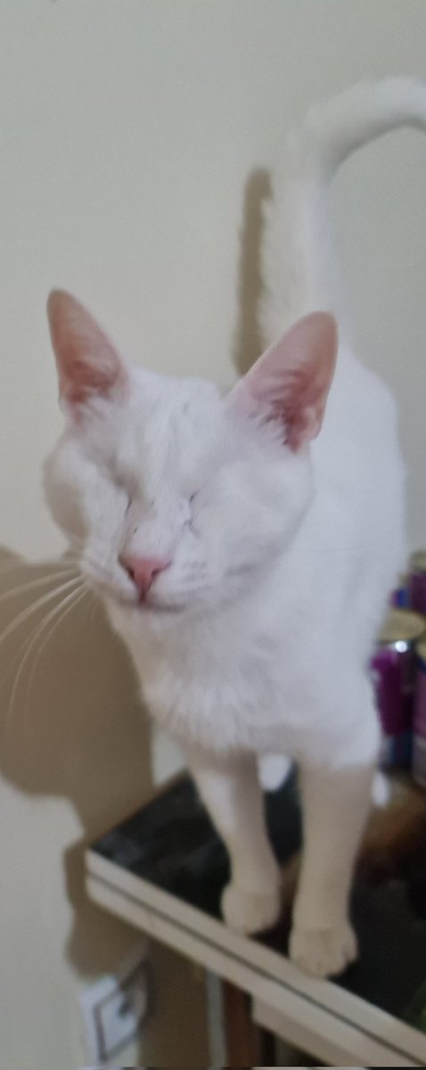 Little Angel still isn't feeling himself. He did eat a little chicken today but spit it up. I have been in contact with the dr. And now he is spitting up mucus that is blood tinged. The dr want him brought in tomorrow. Any help is greatly appreciated Paypal.me/catswithnohope