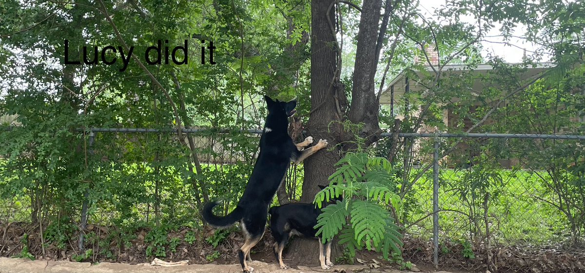 Starting over with my keyhole garden because my German shepherd mix dug up all my seedings that I nurtured since February. How do I know? When I started again (had reserve seedlings) she jumped in it and layed down. I went a bit insane and now she won’t go near it. Should I…