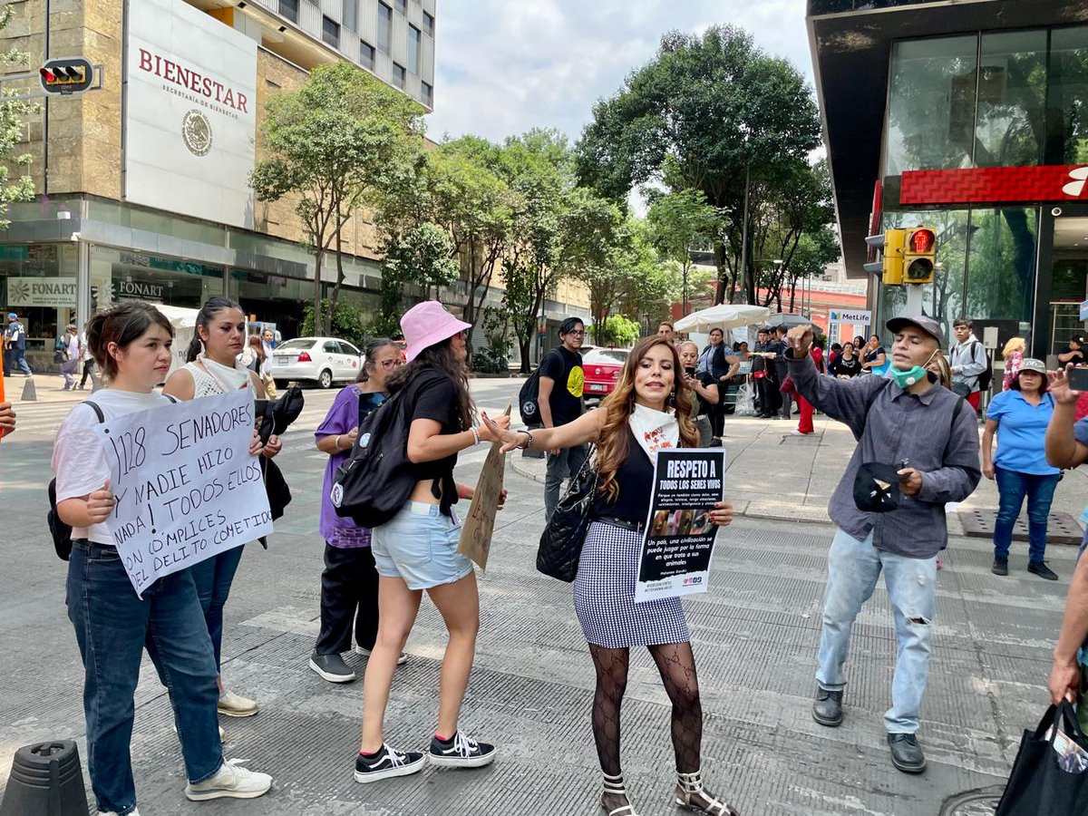 lajornadaonline's tweet photo. #DíaEnImágenes Un grupo de #activistas por los derechos de los #animales bloquean Paseo de la Reforma, frente al Senado, para protestar por el sacrificio de una gallina ocurrido ayer en el recinto legislativo. 

📸 Roberto García Ortiz https://t.co/vlq5t71QIn