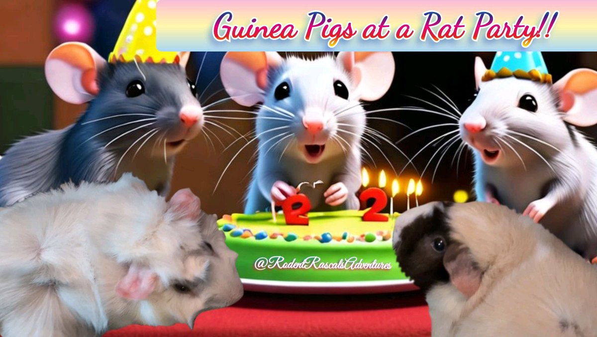 🆕️🐽🎉 Lenny and Pearl are 🍾 celebrating our Rat Mr. HoneyBun's 2nd #Birthday & #GotchaDay !! Join the party on our YouTube Channel now!! DON'T be a #partypooper !! #guineapig #guineapigs #cute #guineapigdaily #guineapiglife #guineapigfun 
❤️🐹🐽🐀💻⬇️
#RodentRascalsAdventures