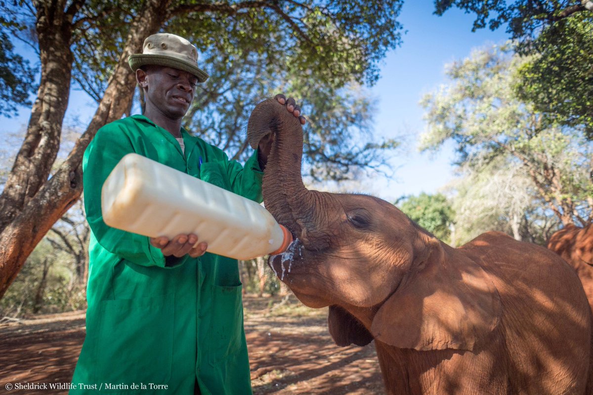 SheldrickTrust tweet picture