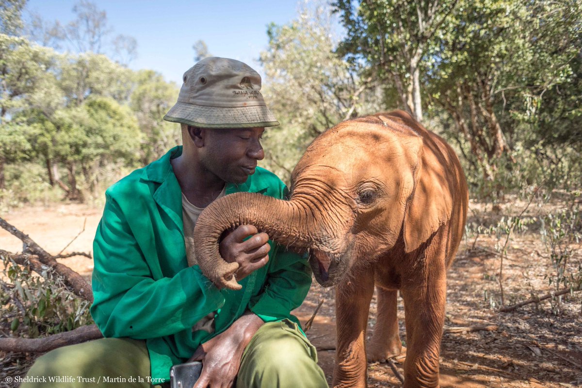 As the orphans remind us, love transcends species. When we rescued Musiara, he was tiny & just one month old. Thanks to the tireless efforts of Keepers like Jackson & Julius, he's blossomed into a big, strong bull. Seven years later, Musiara has just returned back to the wild!