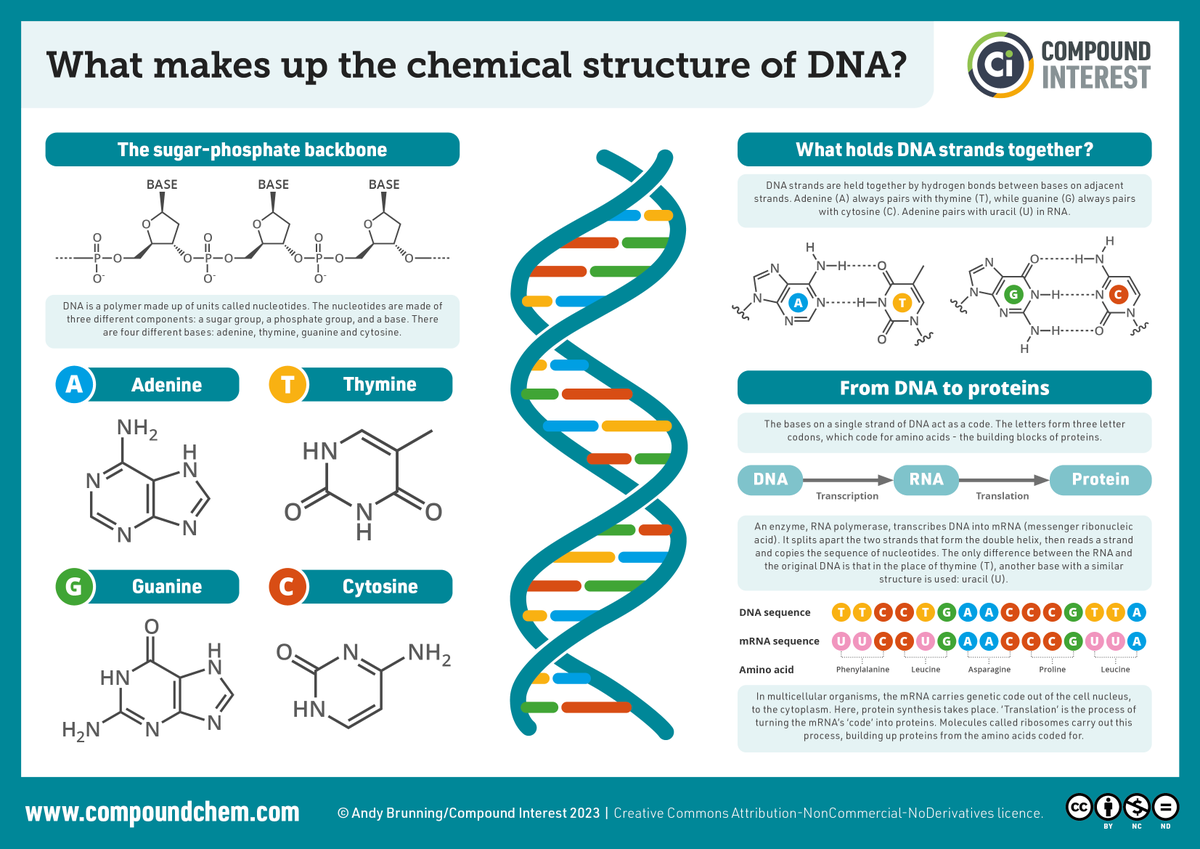 Today is DNA day, marking the date on which the structure of DNA was published. This graphic gives an overview of the structure: compoundchem.com/2015/03/24/dna/