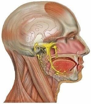 Trigeminal neuralgia is primarily caused by 

-Pinching of the spinal nerve at about C1-C3 on the cervical vertebrae,

-The pinching of the nerves due to the displacement of the Temporomandibular joints (TMJ).

This is caused by loss of 30⁰ cervical lordosis or Asymmetry.