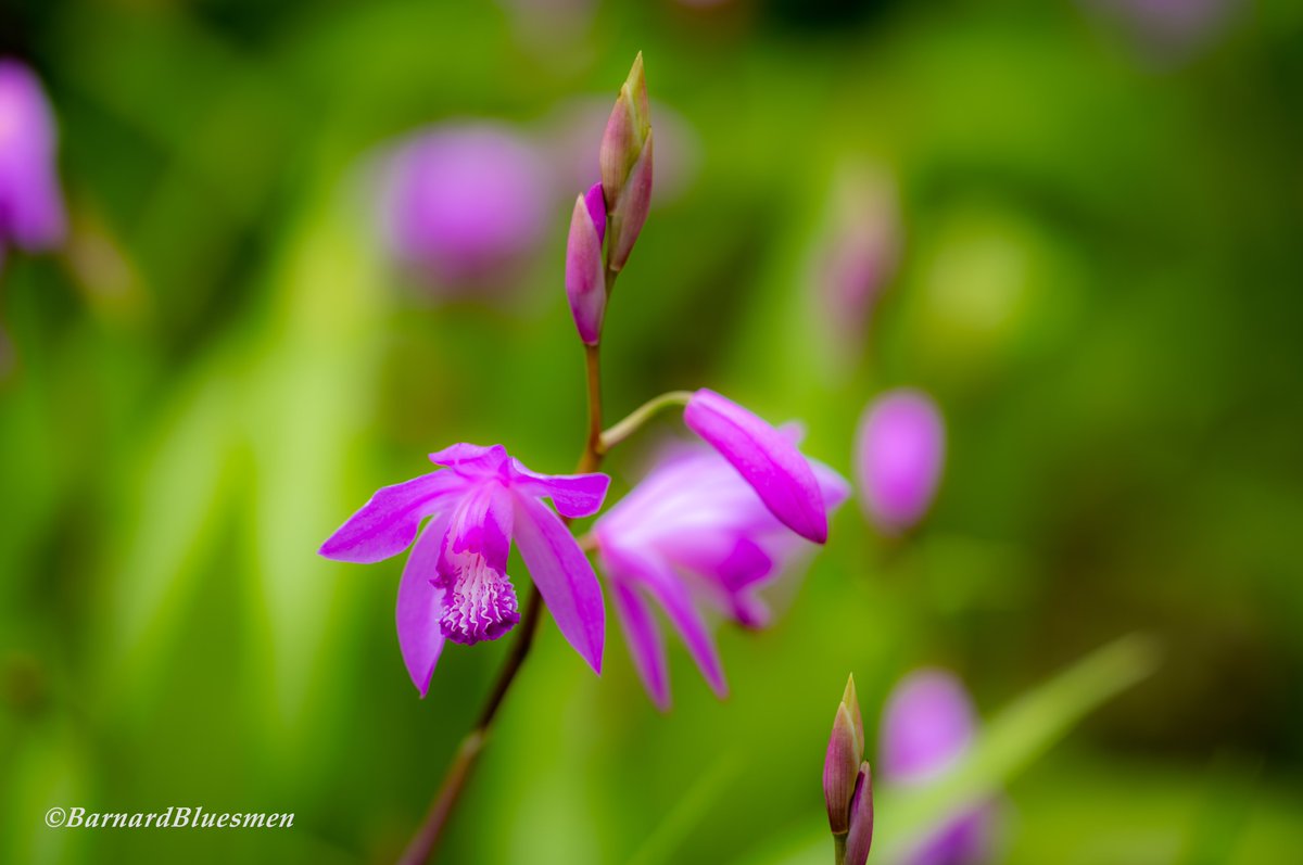 春雨が降りそうな日に…。 #花 #flower #花のある風景 #万葉の森公園 #ファインダー越しの私の世界 #sigma #sigmafpL #lumix #lumixspro70200mmf28ois #lmount #yourshotphotographer #yousawscenes #1x #1x_japan SIGMA fpL LUMIX S PRO 70-200mm F2.8 O.I.S.