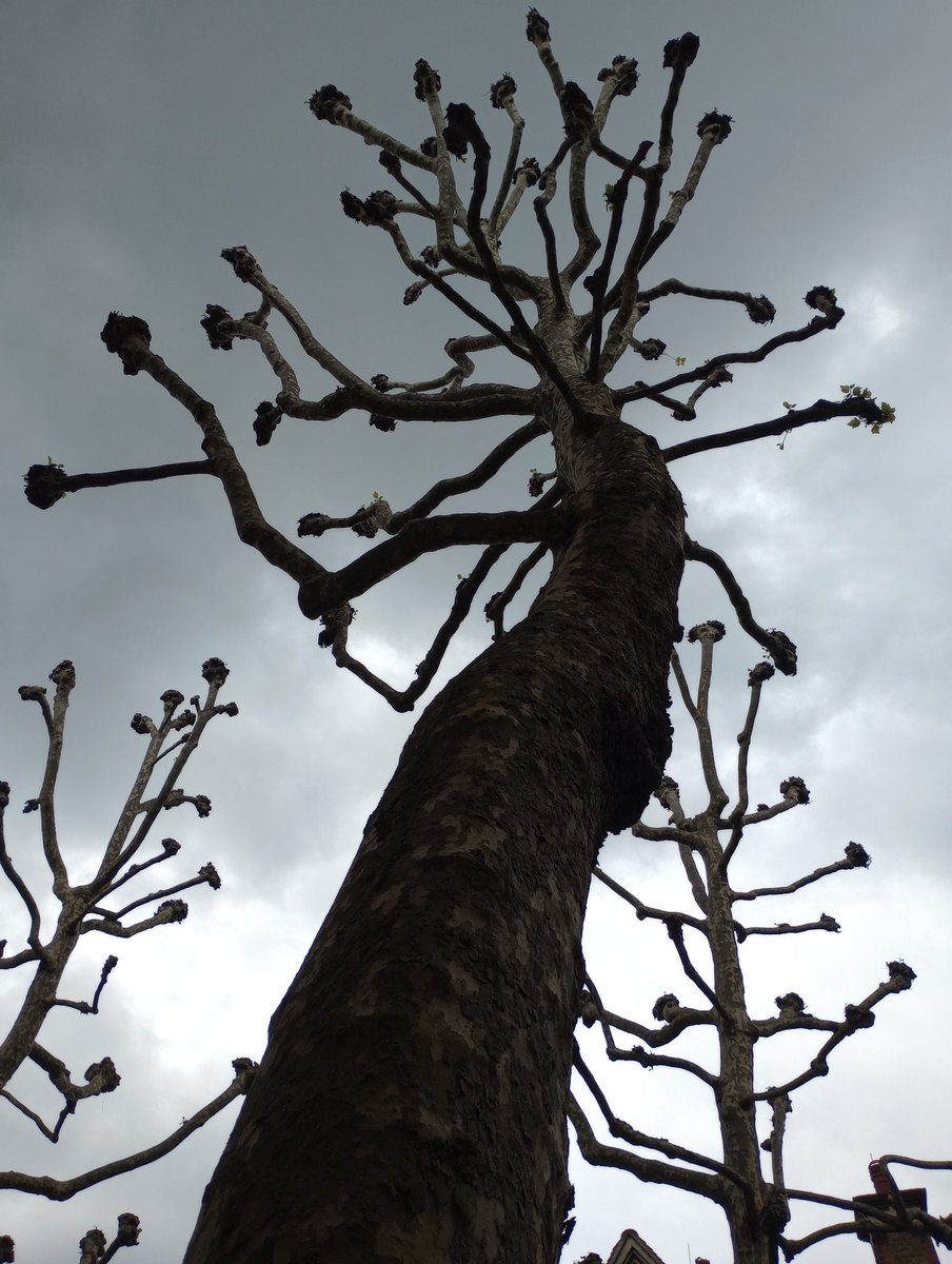 heidisturgess's tweet photo. Some alien trees I walked past on my way to the dentist this morning. Great reference material for some illustrations I'm working on at the moment. Otherwise known as London Planes.
#pollarding #trees https://t.co/sUC1uwUNqx
