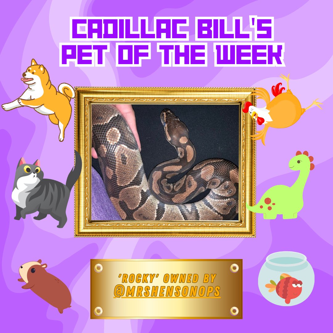 Doesn’t bark. Doesn’t leave fur everywhere. Doesn’t wake you up at 3am by running around the house. Is this the perfect pet?🐍🐍
#petoftheweek #thecadillacbillshow #funnytv #stonertv #canadiantv #canada #sketchcomedy #freetv