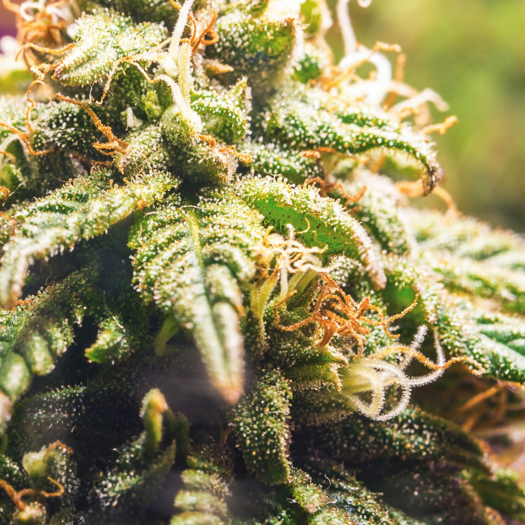Did you know that terpenes aren't just there for scents? They interact with cannabinoids enhancing the 'ensemble effect'. Dive deeper with us by calling   (347) 6 ...