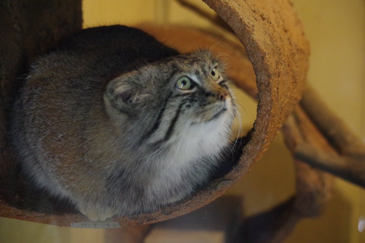 （´-`）.｡oO（今日頑張ったらGW）

#マヌルネコ
#ロータス
#埼玉県こども動物自然公園