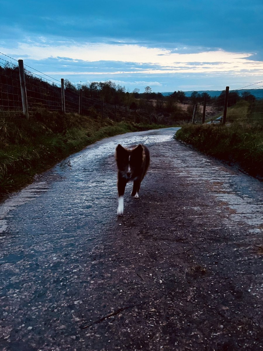 I’m so fed up of all the rain, wind and mud said no collie ever 🙃 🐾 🌧️ 🐕 🙌

#BorderCollie #Sheepdog #Red #StaffordshireMoorlands #PeakDistrict