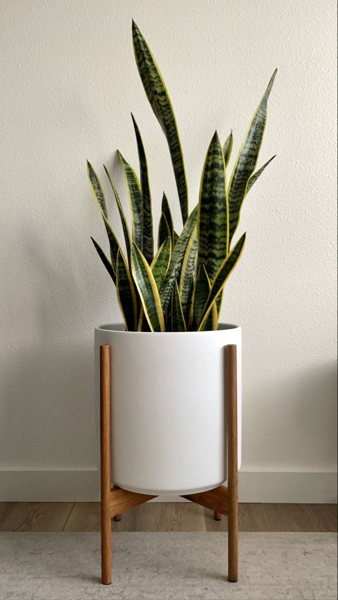 Bring nature indoors! Place a snake plant in your bedroom to purify the air and promote better sleep. #PlantLady #BedroomVibes