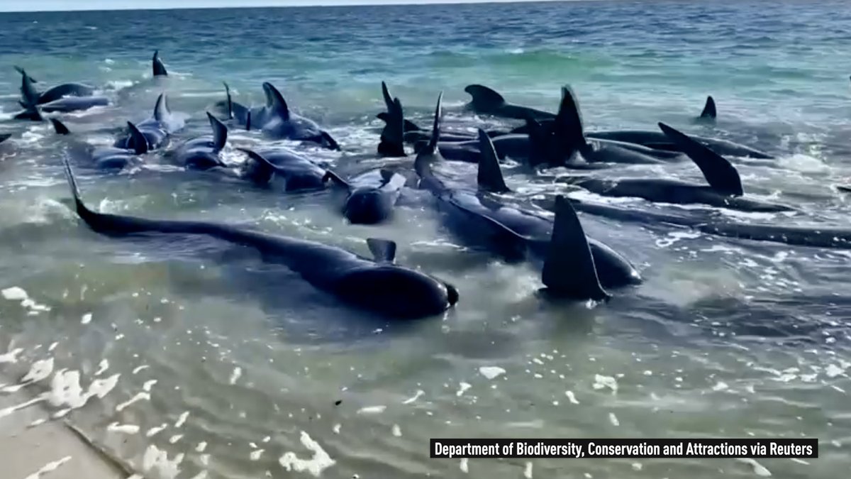 Some 160 long-finned #PilotWhales were stranded in shallow water across about 500 meters (0.31 miles) of Dunsborough, #Australia, on Thursday morning, April 25. 130 whales have returned to sea after a dramatic operation by marine wildlife experts and more than 100 volunteers.